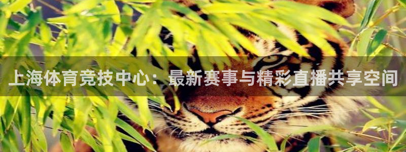 新球体育足球：上海体育竞技中心：最新赛事与精彩直播共享空间